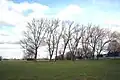 Trees and football pitches in Northwick Park