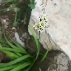 Nothoscordum bivalve (Familia: Amaryllidaceae).