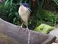 Rufous night heron