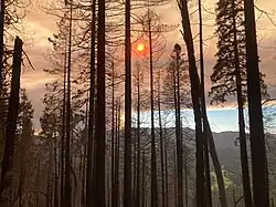 Through a screen of dead, burned trees a dark tower of smoke blocks out the setting sun.