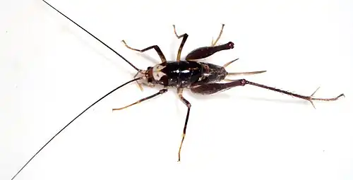 Occultastella morgana