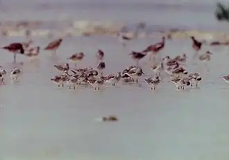 Asiatic dowitchers Limnodromus semipalmatus