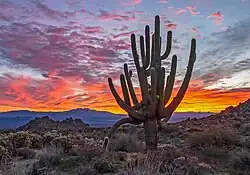 Example Of Old Growth Saguaro Cactus