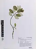 Specimen from the herbarium of the Auckland War Memorial Museum