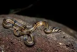 image of Oligodon catenatus