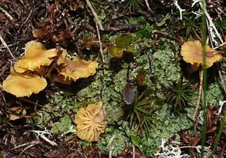 tightly packed, leafy green growth with a few small, flat, emergent, yellowish-orange mushrooms