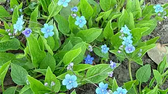 Omphalodes verna