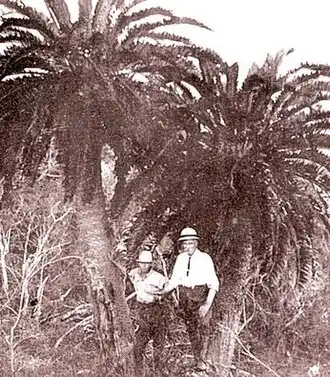 The last two stems of Encephalartos woodii at oNgoye in the early 1900s