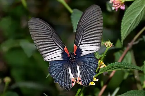 Female butlerianus, India