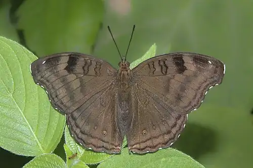 Dorsal view