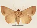 Male, ventral view