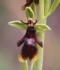 Ophrys insectifera Flower