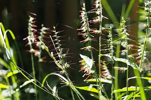 Oplismenus undulatifolius with reddish purple awns and white flowers in Kobe, Japan.