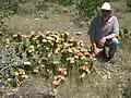 Opuntia atrispina in flower