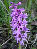 Orchis mascula Inflorescence