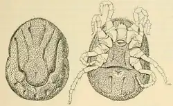 Ornithodoros moubata, female