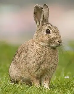 A rabbit sitting in grass, ears erect with small tag and front half of the body raised up on the forelegs
