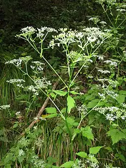Green flowering plant with small white flowers.