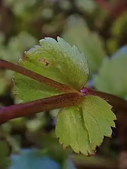 Close up of floral bracts