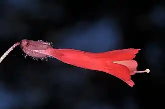 Close up of corolla, side view