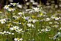 Ox eye daisies in the reserve