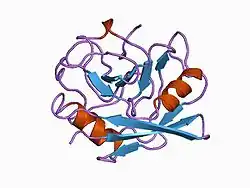 1awu: CYPA COMPLEXED WITH HVGPIA (PSEUDO-SYMMETRIC MONOMER)