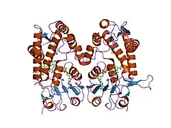 1dig: HUMAN METHYLENETETRAHYDROFOLATE DEHYDROGENASE / CYCLOHYDROLASE COMPLEXED WITH NADP AND INHIBITOR LY374571