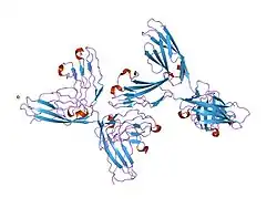 1epf: CRYSTAL STRUCTURE OF THE TWO N-TERMINAL IMMUNOGLOBULIN DOMAINS OF THE NEURAL CELL ADHESION MOLECULE (NCAM)