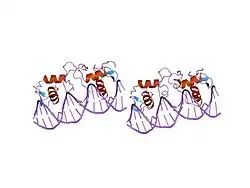 1hcq: THE CRYSTAL STRUCTURE OF THE ESTROGEN RECEPTOR DNA-BINDING DOMAIN BOUND TO DNA: HOW RECEPTORS DISCRIMINATE BETWEEN THEIR RESPONSE ELEMENTS