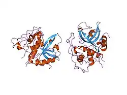 1huc: THE REFINED 2.15 ANGSTROMS X-RAY CRYSTAL STRUCTURE OF HUMAN LIVER CATHEPSIN B: THE STRUCTURAL BASIS FOR ITS SPECIFICITY