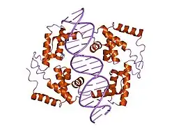 1ic8: HEPATOCYTE NUCLEAR FACTOR 1A BOUND TO DNA : MODY3 GENE PRODUCT