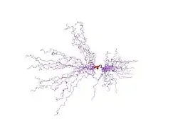 1kkd: Solution structure of the calmodulin binding domain (CaMBD) of small conductance Ca2+-activated potassium channels (SK2)