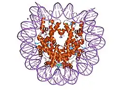 1kx4: X-Ray Structure of the Nucleosome Core Particle, NCP146b, at 2.6 A Resolution