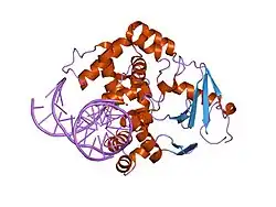 1n3a: Structural and biochemical exploration of a critical amino acid in human 8-oxoguanine glycosylase