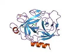 1orf: The Oligomeric Structure of Human Granzyme A Reveals the Molecular Determinants of Substrate Specificity