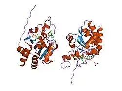 1pt9: Crystal Structure Analysis of the DIII Component of Transhydrogenase with a Thio-Nicotinamide Nucleotide Analogue