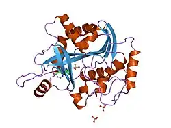 1rt9: Structure of human purine nucleoside phosphorylase in complex with Immucillin-H and sulfate