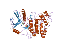 1wbp: SRPK1 BOUND TO 9MER DOCKING MOTIF PEPTIDE