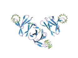 1z0n: the glycogen-binding domain of the AMP-activated protein kinase