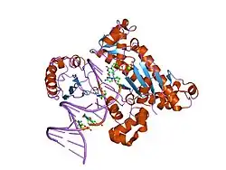 1zet: X-ray data do not support hoogsteen base-pairing during replication by human polymerase iota