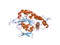 1zrh: Crystal structure of Human heparan sulfate glucosamine 3-O-sulfotransferase 1 in complex with PAP
