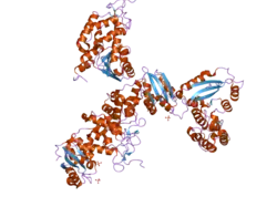 1zvm: Crystal structure of human CD38: cyclic-ADP-ribosyl synthetase/NAD+ glycohydrolase
