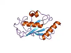 2a4d: Structure of the human ubiquitin-conjugating enzyme E2 variant 1 (UEV-1)
