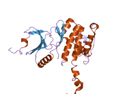 2ac5: Structure of human Mnk2 Kinase Domain mutant D228G