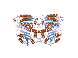 2ar9: Crystal structure of a dimeric caspase-9