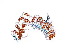 2ass: Crystal structure of the Skp1-Skp2-Cks1 complex