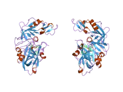 2bkt: CRYSTAL STRUCTURE OF RENIN-PF00257567 COMPLEX