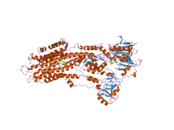 2by4: SR CA(2+)-ATPASE IN THE HNE2 STATE COMPLEXED WITH THE THAPSIGARGIN DERIVATIVE BOC-12ADT.