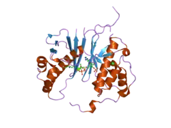 2c43: STRUCTURE OF AMINOADIPATE-SEMIALDEHYDE DEHYDROGENASE-PHOSPHOPANTETHEINYL TRANSFERASE IN COMPLEX WITH COENZYME A