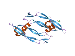 2c7w: CRYSTAL STRUCTURE OF HUMAN VASCULAR ENDOTHELIAL GROWTH FACTOR-B: IDENTIFICATION OF AMINO ACIDS IMPORTANT FOR ANGIOGENINC ACTIVITY